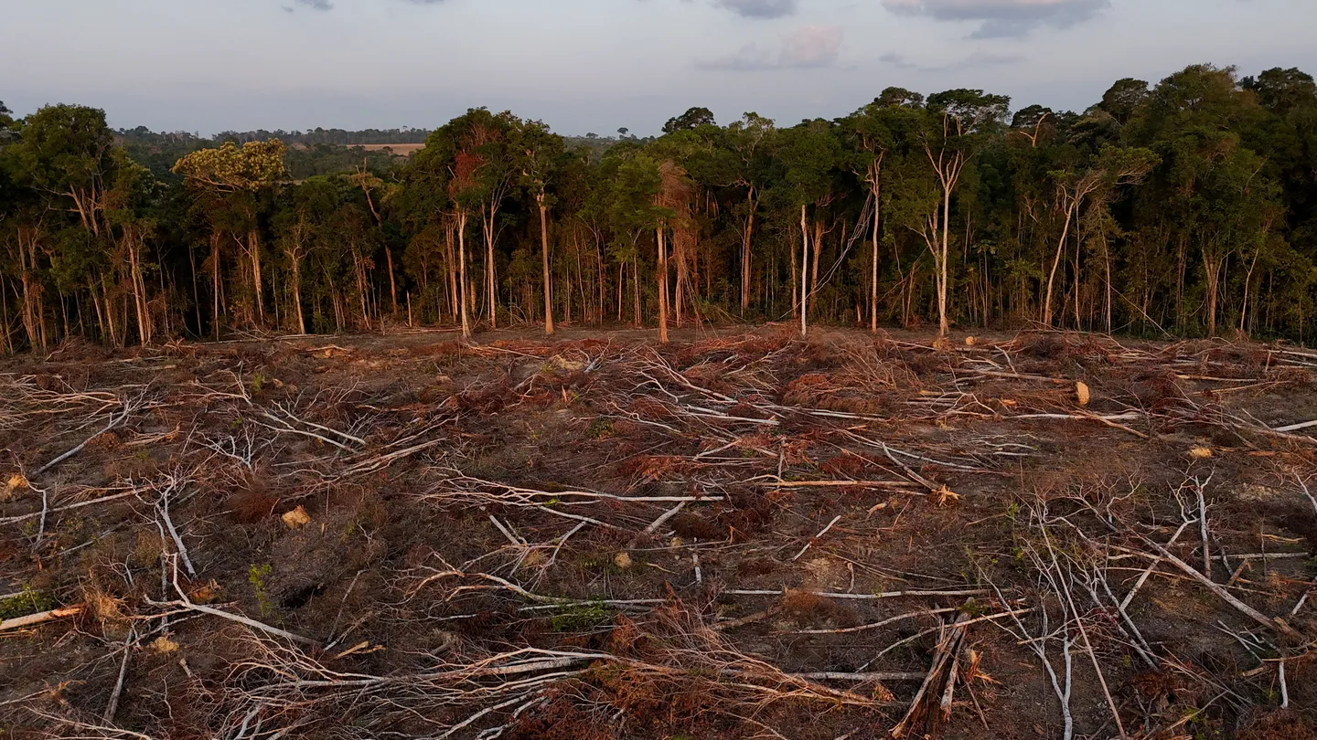 Tropical forest loss slows, but remains at an alarming level: researchers