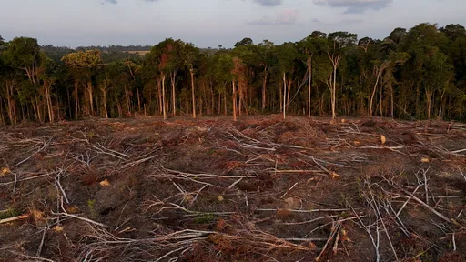 Tropical forest loss slows, but remains at an alarming level: researchers