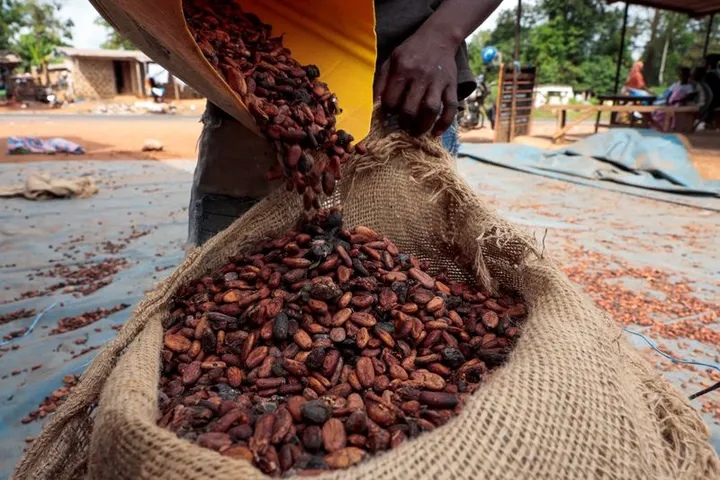 Ghana parliament approves 20-year jail term for cocoa farm conversions