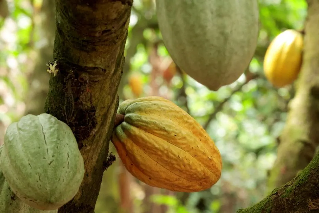 Côte d'Ivoire : l'État achete de stocks de cacao, la crise appartient désormais au passé
