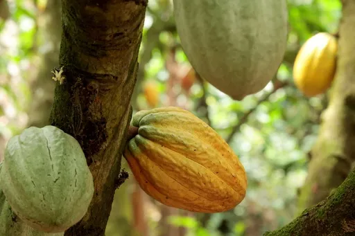 Côte d'Ivoire : l'État achete de stocks de cacao, la crise appartient désormais au passé