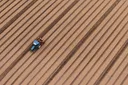 Mislukte oogsten en stijgende kosten door hitte trekken diepe sporen in Belgische landbouw