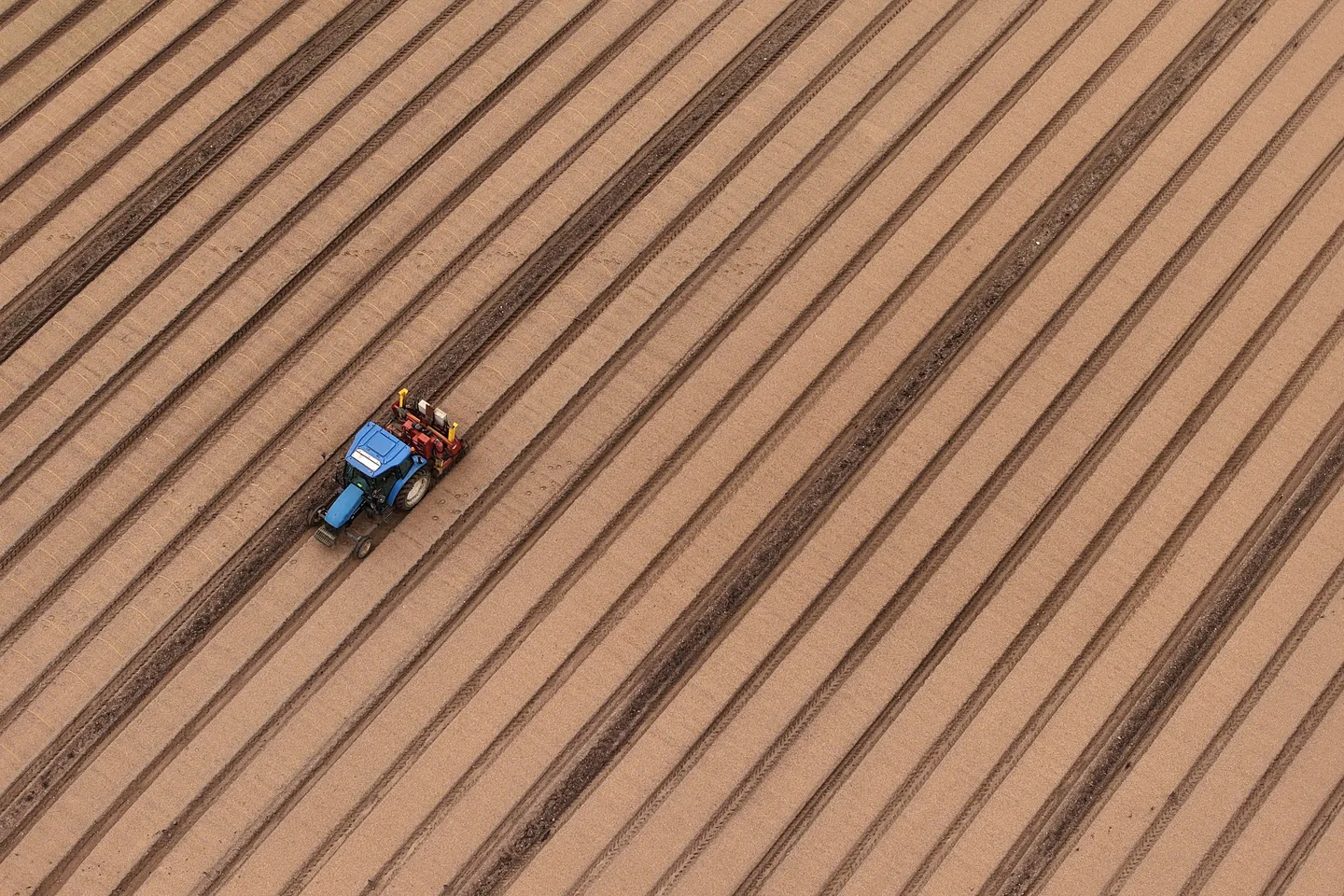 Mislukte oogsten en stijgende kosten door hitte trekken diepe sporen in Belgische landbouw