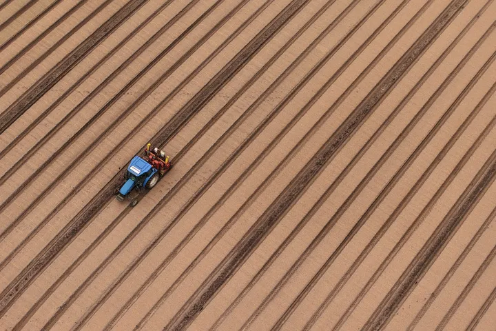 Mislukte oogsten en stijgende kosten door hitte trekken diepe sporen in Belgische landbouw