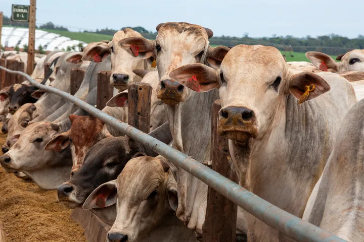 Namibia bans meat exports after rare disease outbreak
