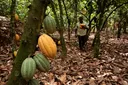 Nigeria, three oda African kontris dey plan to form one bloc for world cocoa market