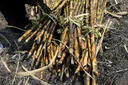 Nigeria dey plan to cut dia sugar import with $7bn plan