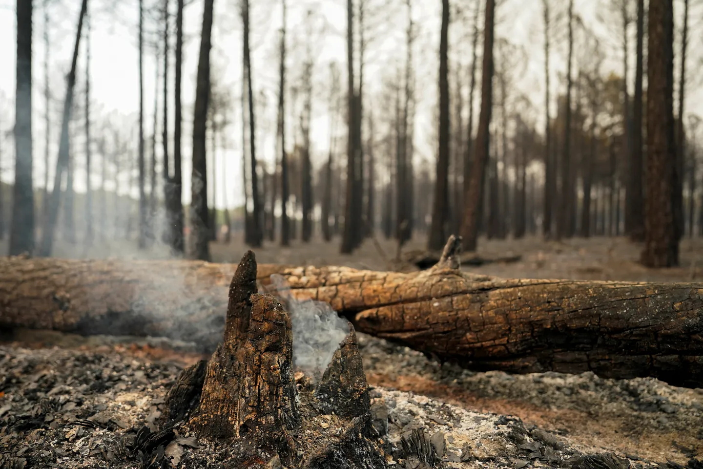 EU-Kommissarin zu Waldbränden: Klimawandel ist Realität in Europa