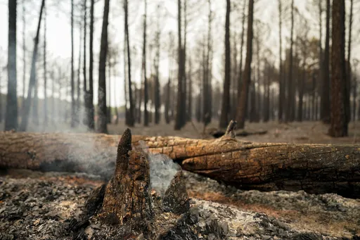 EU-Kommissarin zu Waldbränden: Klimawandel ist Realität in Europa