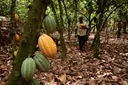 Ghana ta amince da ɗaurin shekara 20 ga duk wanda ya mayar da gonar koko zuwa wani abu daban