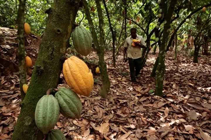 Ghana ta amince da ɗaurin shekara 20 ga duk wanda ya mayar da gonar koko zuwa wani abu daban