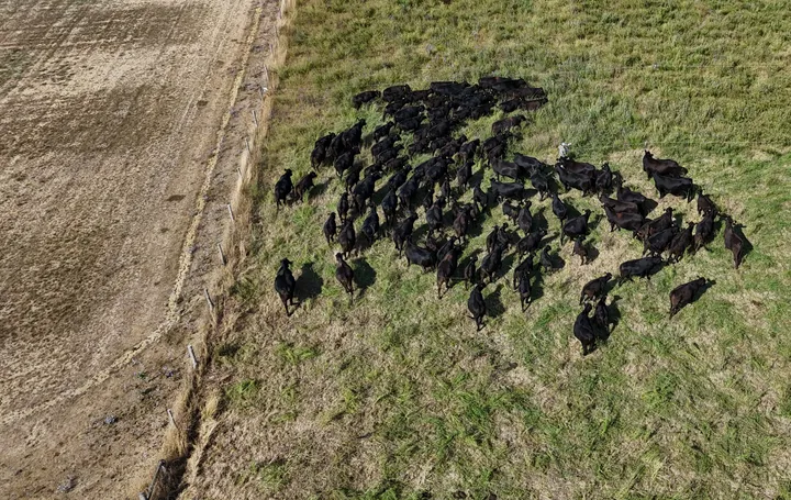 Gwamnatin Nijeriya za ta farfado da burtalan kiwo 417 a faɗin ƙasar