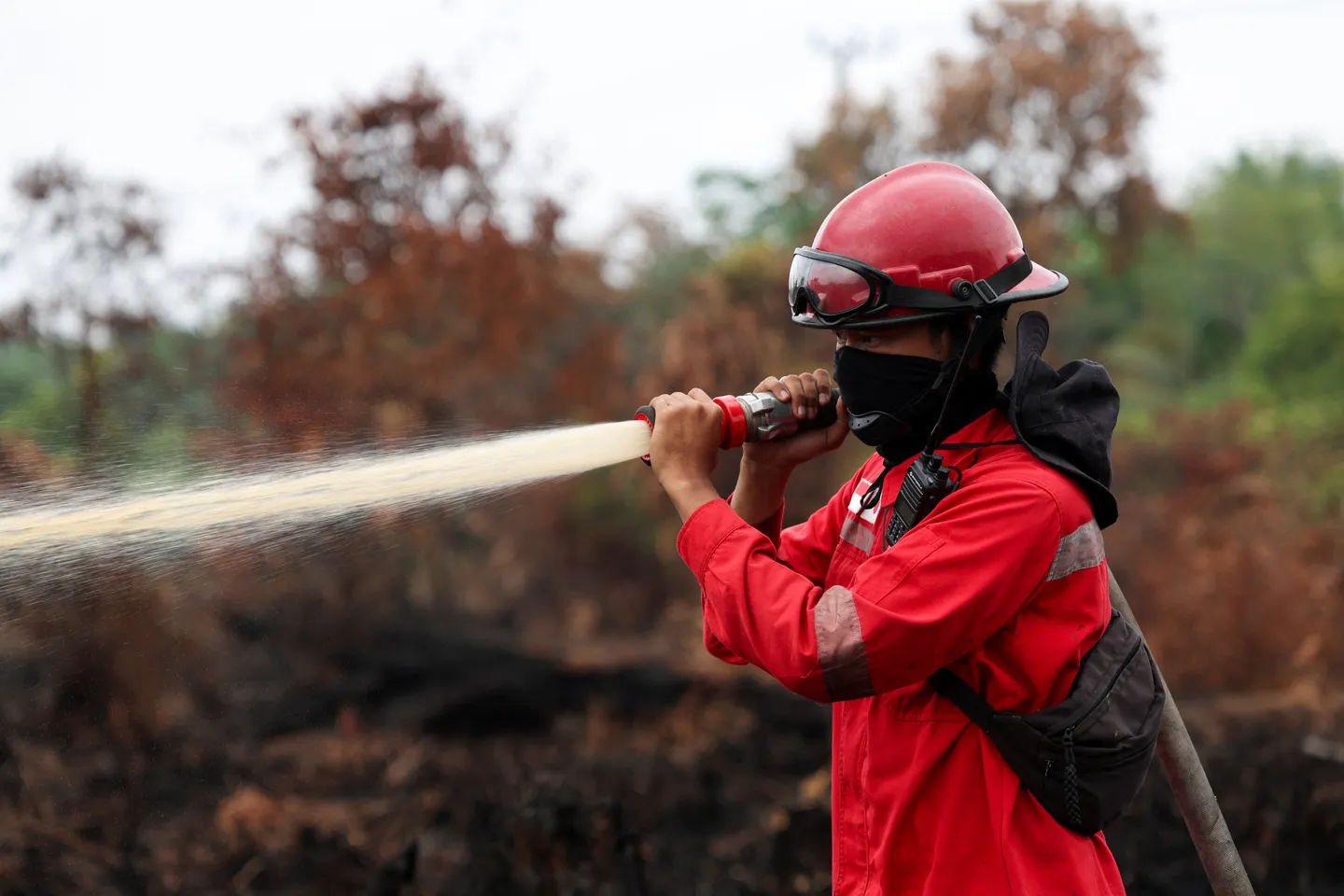 Kementerian Kehutanan sanksi enam perusahaan terkait karhutla 1.511 hektare di Kalimantan