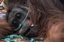 Terjebak asap karhutla di Kalbar, seekor orangutan dievakuasi akibat infeksi pernapasan