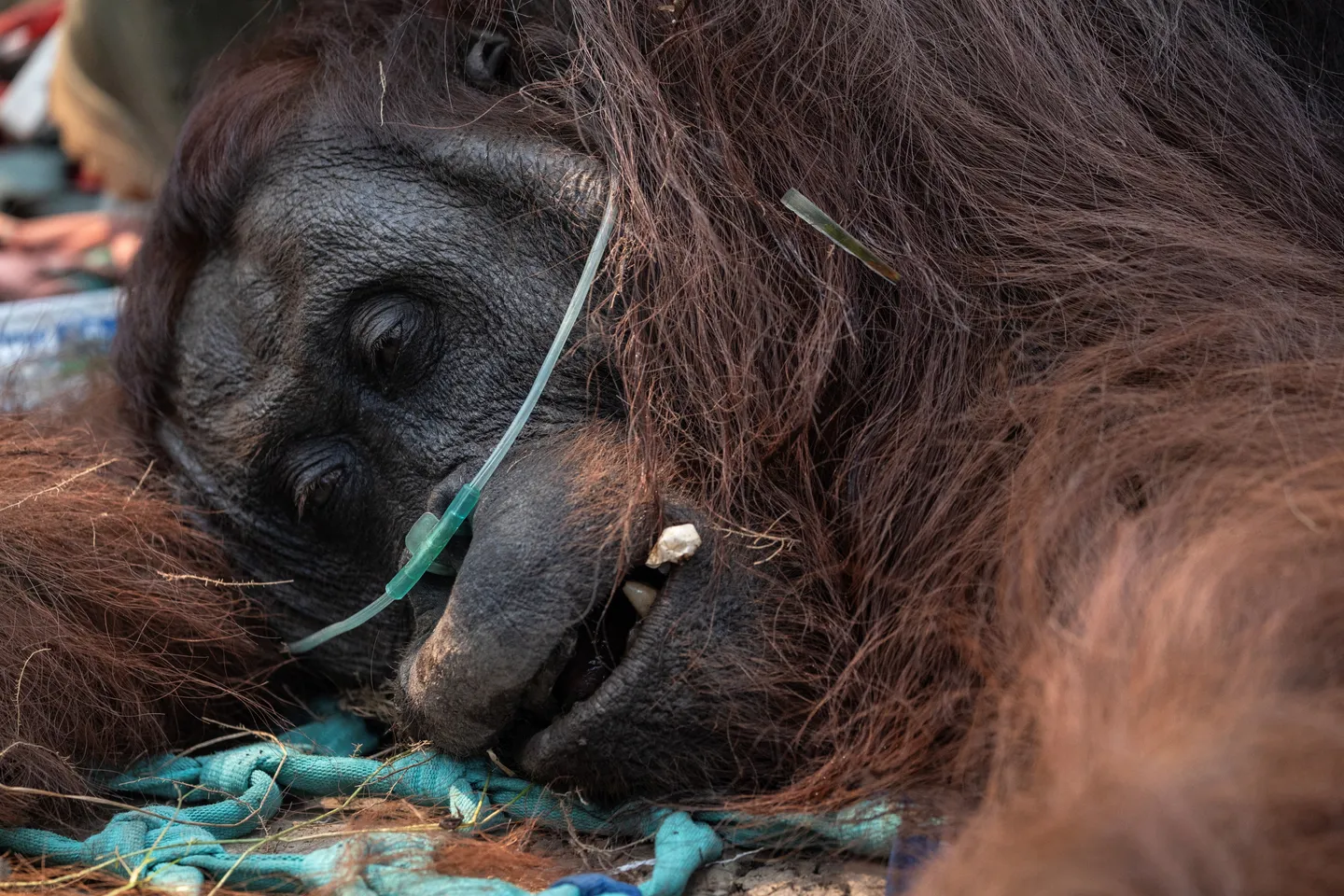 Terjebak asap karhutla di Kalbar, seekor orangutan dievakuasi akibat infeksi pernapasan