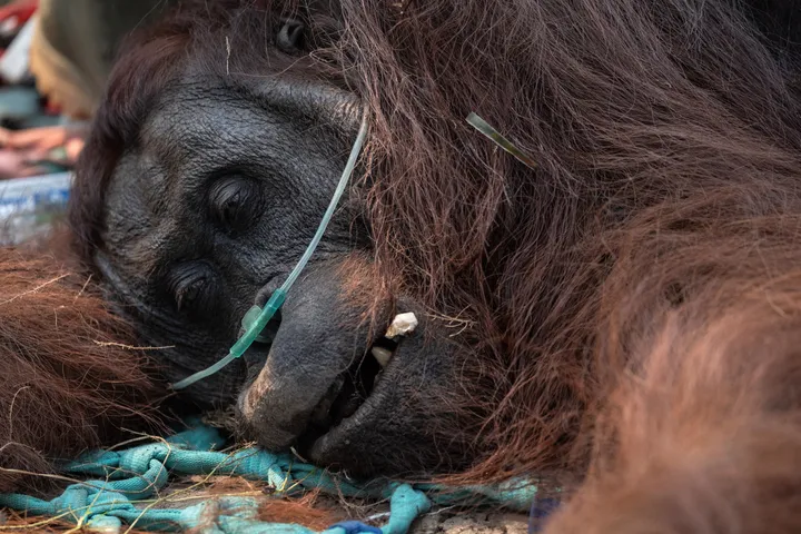 Terjebak asap karhutla di Kalbar, seekor orangutan dievakuasi akibat infeksi pernapasan