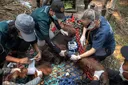 Satu bulan karhutla di Kalbar, enam orangutan kembali dievakuasi dari kebun warga