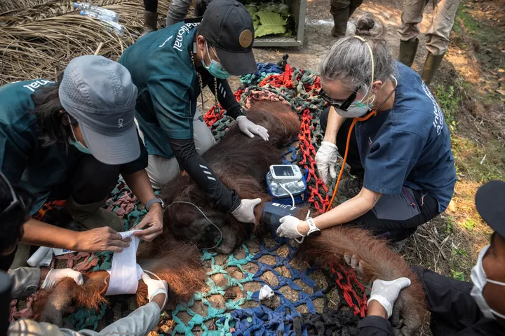 Satu bulan karhutla di Kalbar, enam orangutan kembali dievakuasi dari kebun warga
