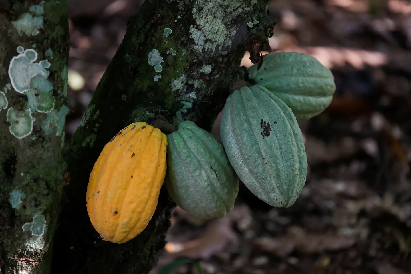 ‘ Nigeria dey lose $2bn every year because of cocoa value addition gap’