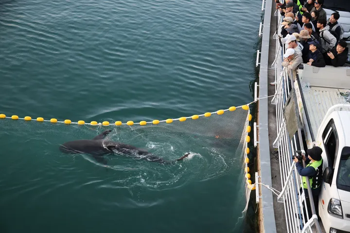 South Korea's stranded celebrity shark swims back into canal after rescue