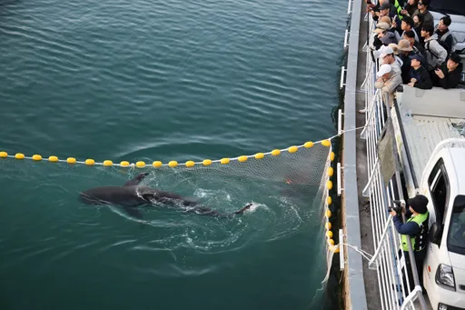 South Korea's stranded celebrity shark swims back into canal after rescue